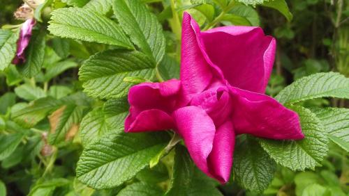 Flower and leaves