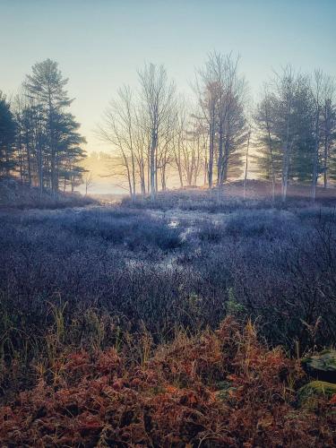 Morning mist on the bog, Central Frontenac, Ontario Canada