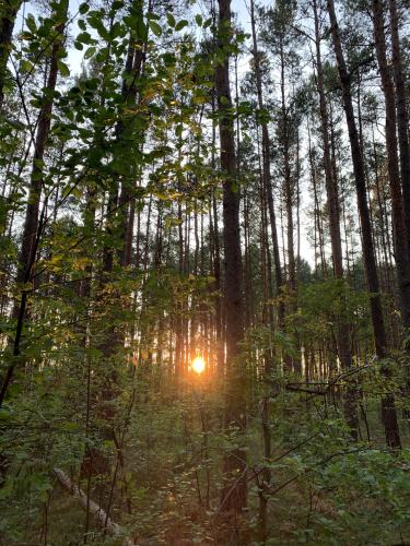 Sunset in the polish forest  Photo by dudiet5