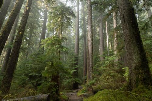 Olympic National Park, WA, USA