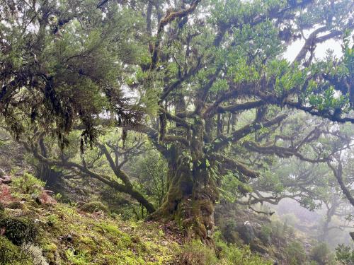 Fanal forest in the fog. Madeira, Portugal.