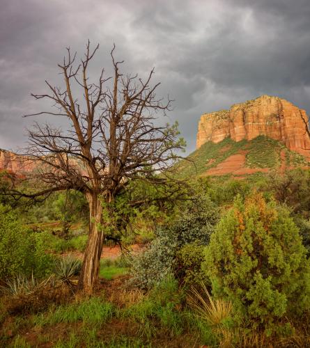 RAINY SEDONA OC