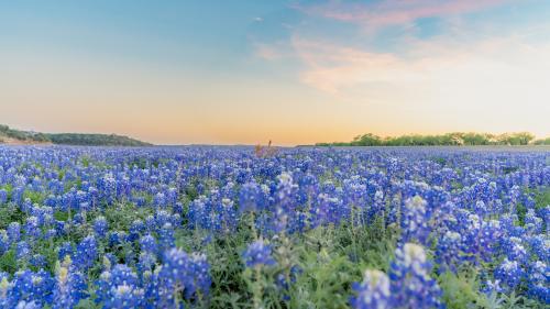Bluebonnets in Texas