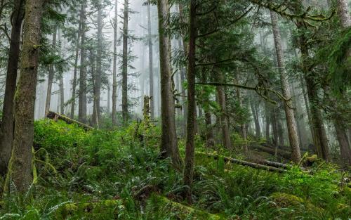 Magic Forest, British Columbia