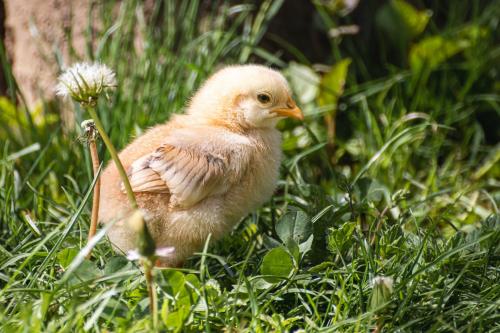 The Cute Chicken Sitting on green grass.