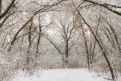 A Beautiful Snow Covered Woodland. St.Cloud Minnesota