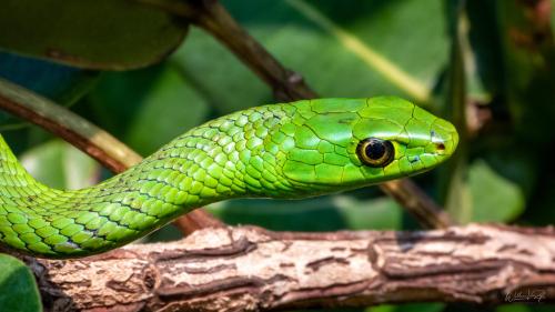 Wallpaper - Eastern Natal Green Snake