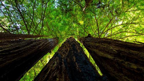 Up the Trees