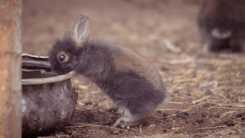 Baby rabbit