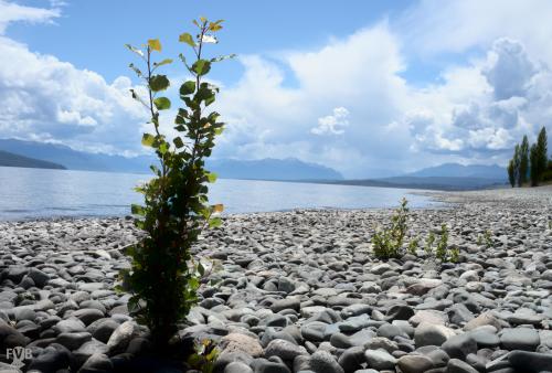 Lake Te-Anau, New Zealand