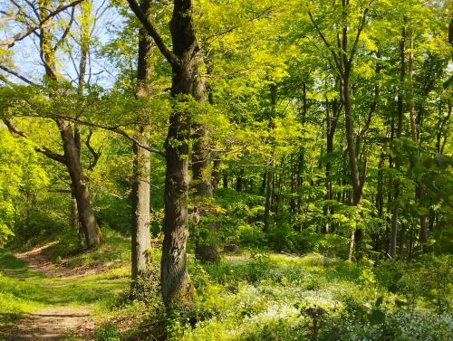 Northern Hessen, Germany in May