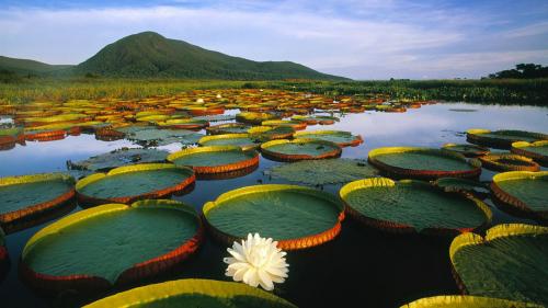 Pantanal National Park, Brazil