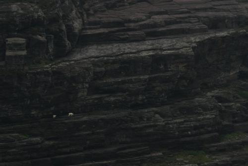 Mountain Goats and Geology of Glacier National Park, MT.  @seanaimages