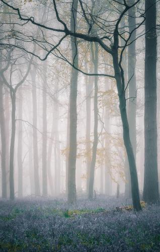 Soft fog and light in Dockey Wood, UK. From May this year.