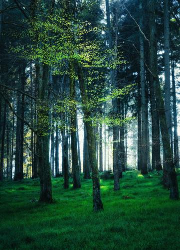 The lush green of spring in the forests of southern Germany