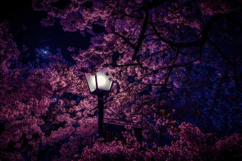 Cherry Blossom