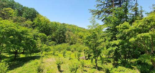 green green mountain. Daejeon, South Korea.