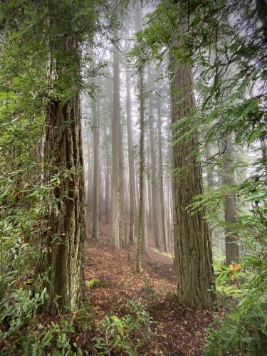 Portal into a misty redwood forest, Mt. Tamalpais State Park, CA