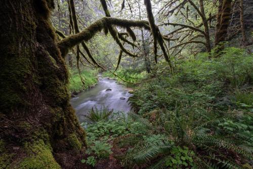 What’s up big perm..I mean big fern. Alsea River, OR