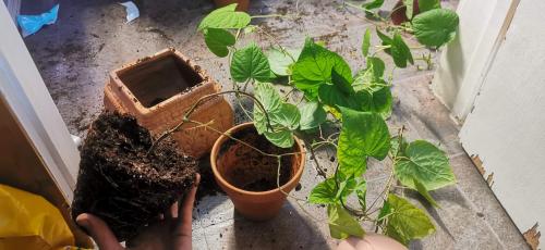 Repotting a lovely Moonflower