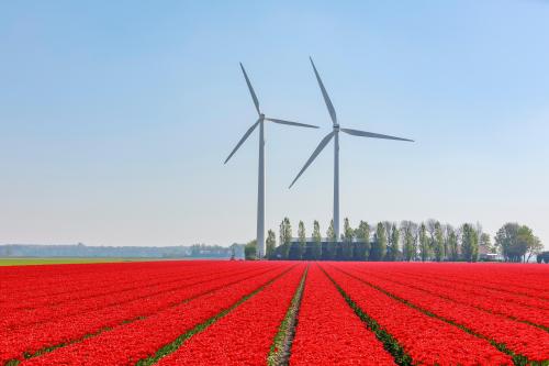 Red field