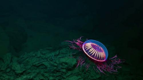 Halitrephes Maasi Jellyfish