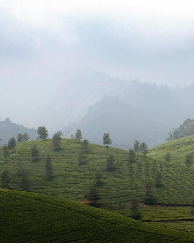 Misty morning in Munnar, India. Res