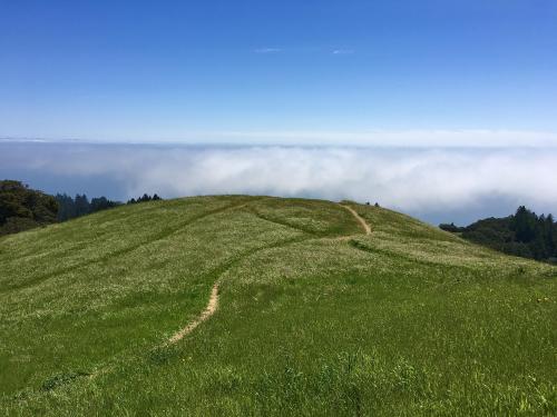 Seas of grass and fog, Mt. Tamalpais, CA