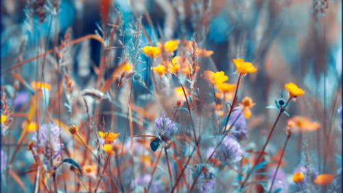 Wildflowers in pleasant colors