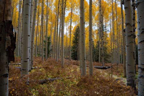 Aspen Grove Near Flagstaff, Arizona ]