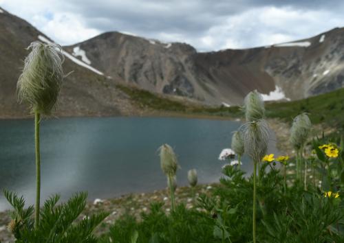 White Pasqueflowers over an unnamed lake in Banff National Park  @seanaimages