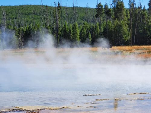 Buffalo in the mist, Yellowstone National Park, Wyoming,