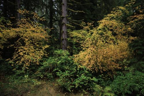 A small forested area in the Snoqualmie Valley  from last fall.