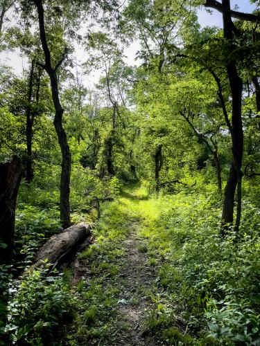 Yet Another Mediocre photo. Another From Calamus Swamp in Pickaway County, Ohio, United States.