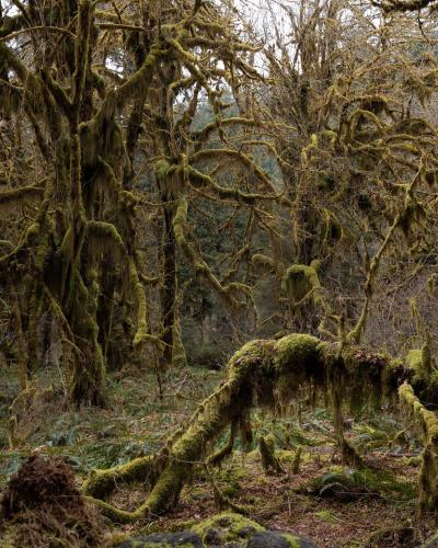 Ominous patch of rainforest in Olympic National Park