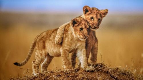 The Difference Between Cute And Dangerous Is Just A Few Months |