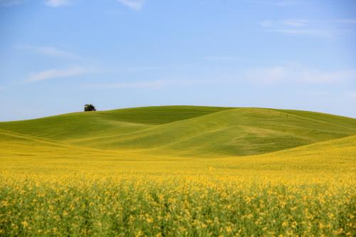 Canola field near Pullman, WA - U.S.