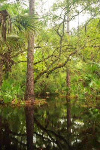 Flooded trail, Econlockhatchee Wilderness Area, Orlando, FL