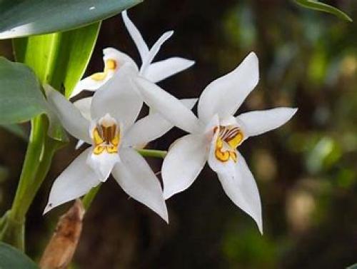 Orchid- Coelogyne Corymbosa, pleasant scent