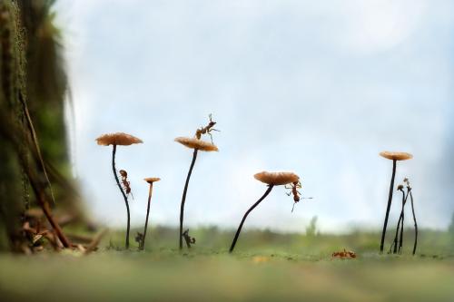 Ants Insects Nature Forest Mushrooms Scenic