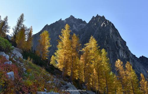 The Enchantments in WA during "larch season"  4000 × 2547 @alwayslocalphotos
