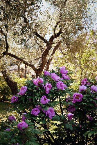 Peonies, Moutan Botanical Centre, Viterbo, Italy