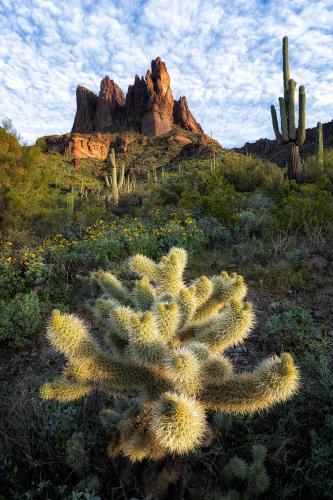 This friendly looking cholla cactus isn't as soft as it looks. From a beautiful morning in the Superstition Mountains of Arizona.