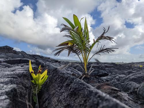 Life Finds a Way. Green sprouts coming through old lava fields on the Big Island of Hawaii