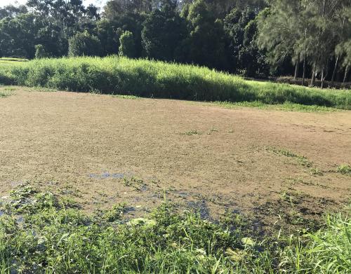 Freshwater lake, Algal Bloom. Can anyone spot what kind of algae this is and let me know as much as possible? Doing an env health report. thanks