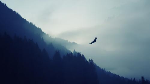 Eagle on Misty Forest