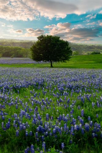 It's the bluebonnet season in Texas. This was taken in Ennis, TX on 4/16/22.  IG: kartikdeshpande92