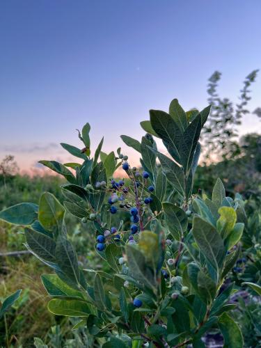 Blue sky &amp; beautiful blueberries