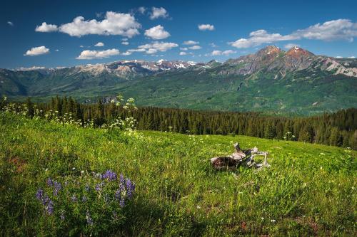 Rocky Mountains meadow, USA