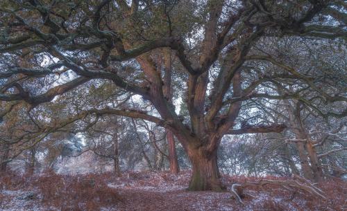 Winter Woods. Kings Woods, Bedfordshire